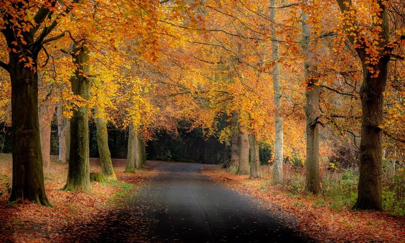 Обои дорога, деревья, природа, парк, осень, road, trees, nature, park, autumn разрешение 3840x2160 Загрузить