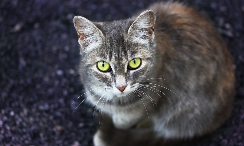 Обои фон, кошка, взгляд, мордашка, background, cat, look, face разрешение 1920x1280 Загрузить