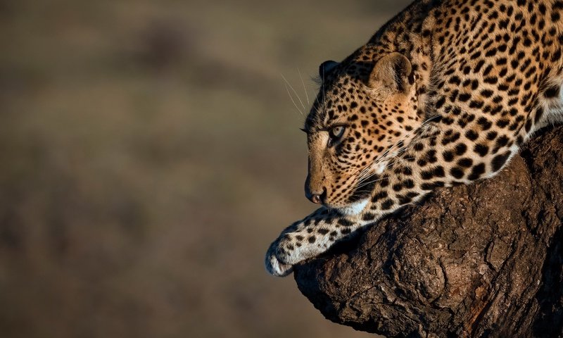 Обои фон, леопард, дикая кошка, background, leopard, wild cat разрешение 2703x1802 Загрузить