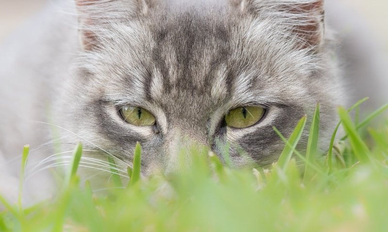 Обои глаза, трава, мордочка, кошка, взгляд, eyes, grass, muzzle, cat, look разрешение 2048x1365 Загрузить