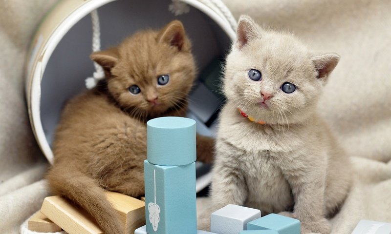 Обои котенок, кубики, кошки, бусы, малыши, котята, коробка, мордашки, kitty, cubes, cats, beads, kids, kittens, box, faces разрешение 2560x1700 Загрузить