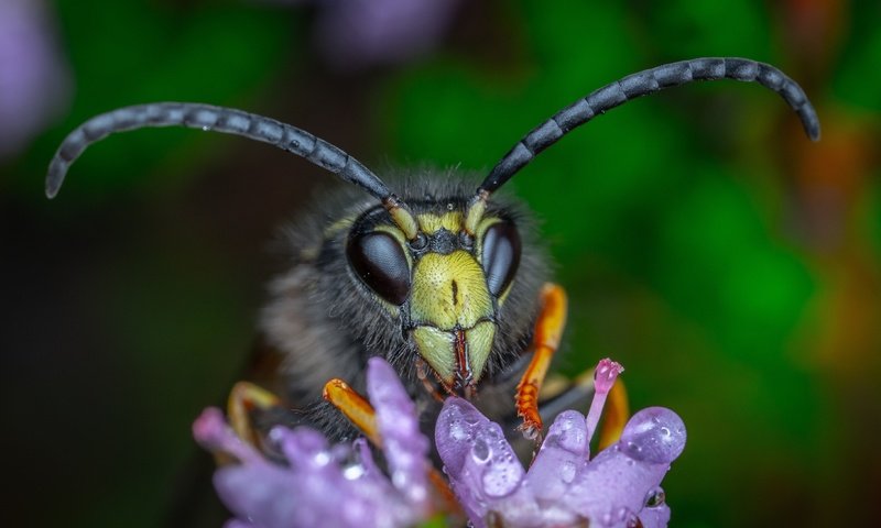 Обои макро, цветок, капли, взгляд, темный фон, усики, пчела, шершень, macro, flower, drops, look, the dark background, antennae, bee, hornet разрешение 4361x2639 Загрузить