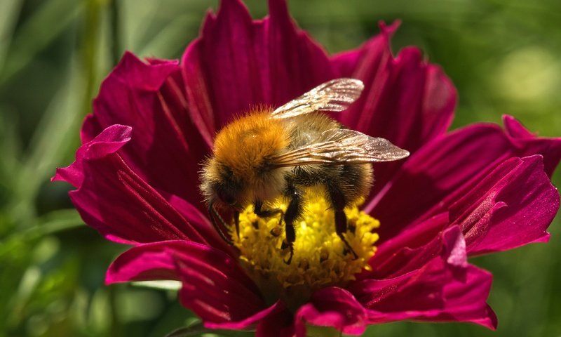 Обои макро, цветок, лето, пчела, macro, flower, summer, bee разрешение 6000x3368 Загрузить
