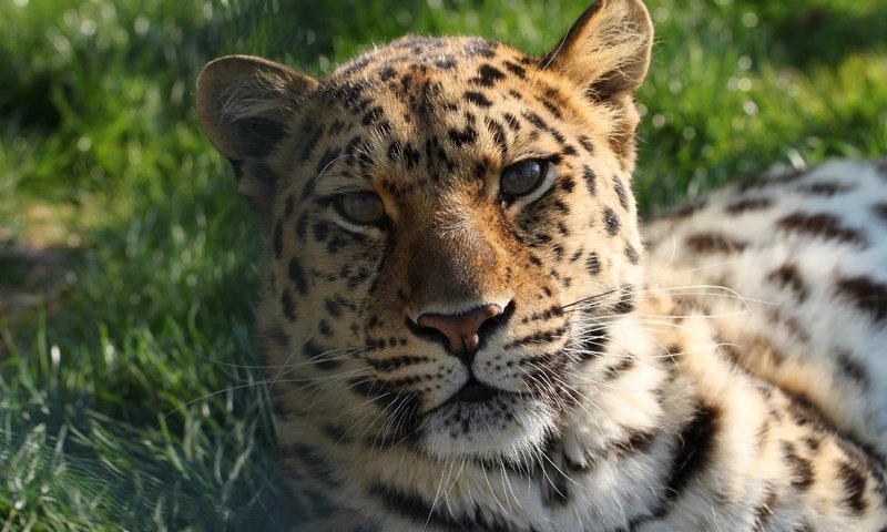 Обои морда, трава, лежит, леопард, хищник, большая кошка, face, grass, lies, leopard, predator, big cat разрешение 4752x3168 Загрузить
