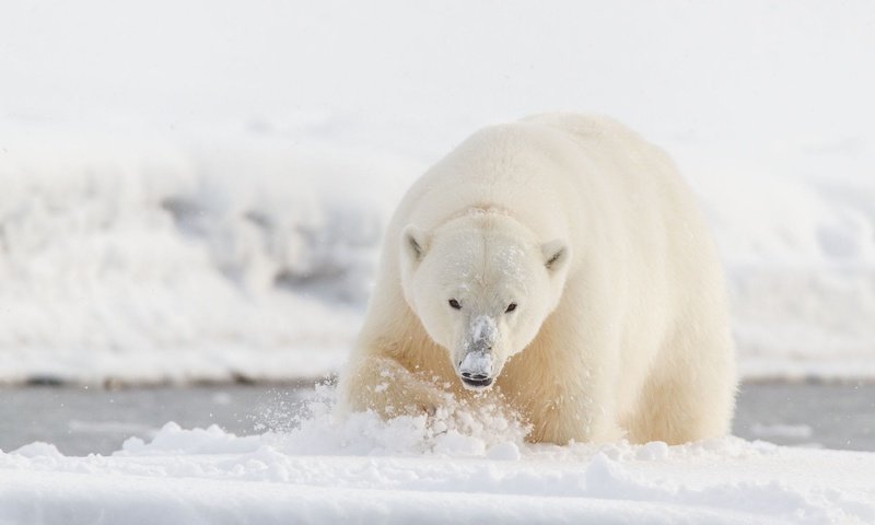 Обои морда, снег, поза, лапы, взгляд, медведь, водоем, белый медведь, face, snow, pose, paws, look, bear, pond, polar bear разрешение 2000x1333 Загрузить