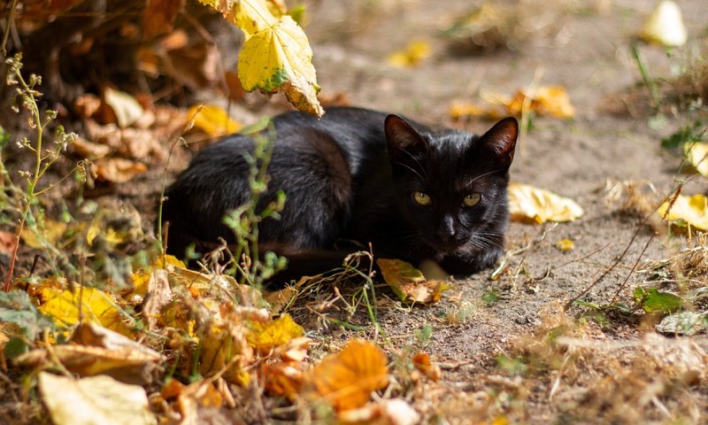 Обои морда, боке, свет, листья, кот, кошка, взгляд, осень, черный, лежит, lies, face, bokeh, light, leaves, cat, look, autumn, black разрешение 3840x2160 Загрузить