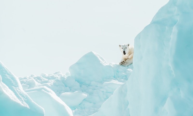 Обои зима, медведь, лёд, белый медведь, ледник, льдина, выглядывает, winter, bear, ice, polar bear, glacier, floe, peeps разрешение 3840x2751 Загрузить