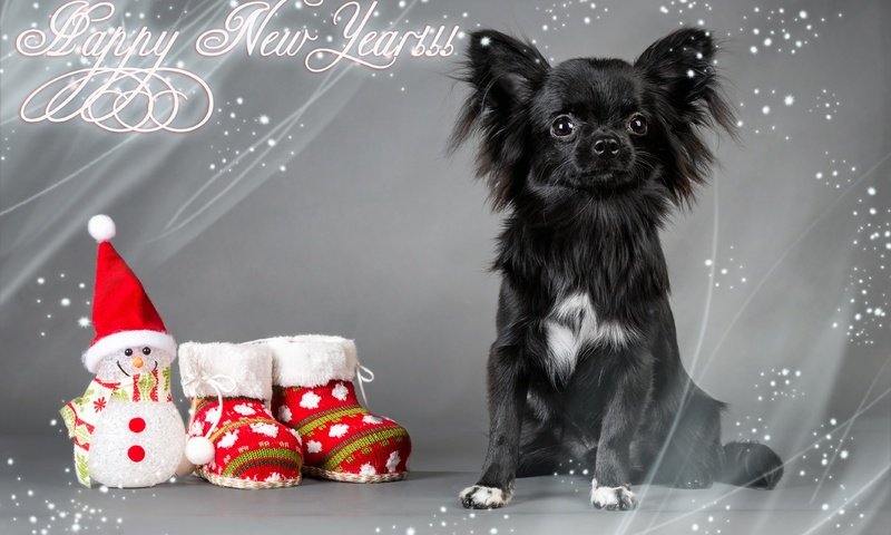 Обои новый год, обувь, взгляд, фигурка, собака, чихуа-хуа, игрушка, снеговик, носки, праздник, рождество, new year, shoes, look, figure, dog, chihuahua, toy, snowman, socks, holiday, christmas разрешение 4267x2845 Загрузить
