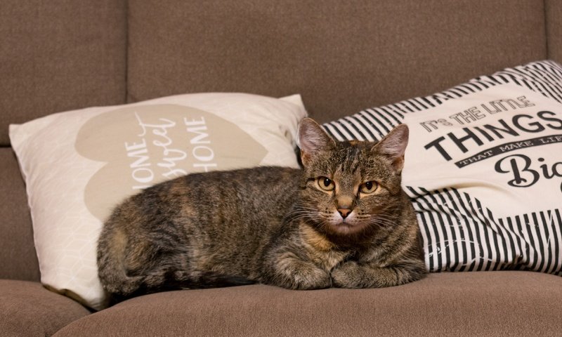 Обои подушки, недовольный, кот, кошка, взгляд, лежит, серый, диван, надписи, полосатый, striped, pillow, unhappy, cat, look, lies, grey, sofa, labels разрешение 3840x2160 Загрузить