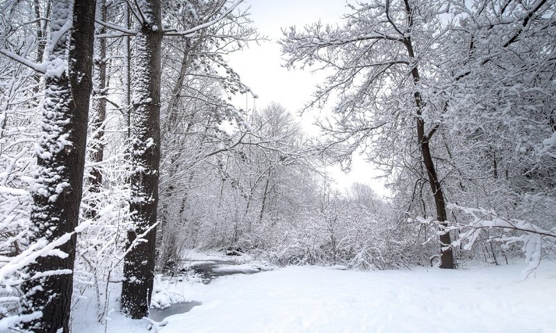 Обои природа, лес, зима, nature, forest, winter разрешение 3840x2160 Загрузить