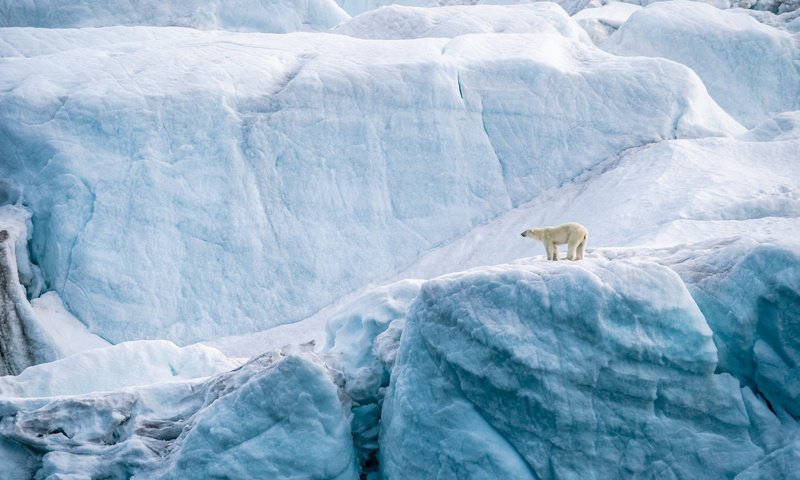 Обои зима, медведь, лёд, высота, айсберг, льдины, обрыв, белый медведь, ледник, glacier, winter, bear, ice, height, iceberg, open, polar bear разрешение 2000x1333 Загрузить