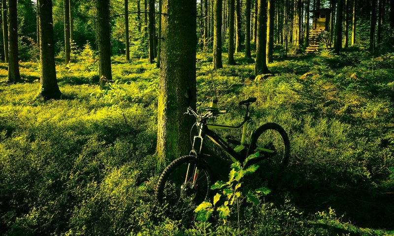 Обои свет, деревья, зелень, лес, лето, сосны, велосипед, light, trees, greens, forest, summer, pine, bike разрешение 3840x2160 Загрузить