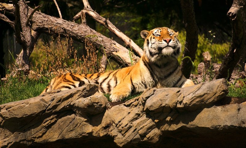Обои тигр, камни, лежит, коряга, tiger, stones, lies, snag разрешение 2560x1563 Загрузить