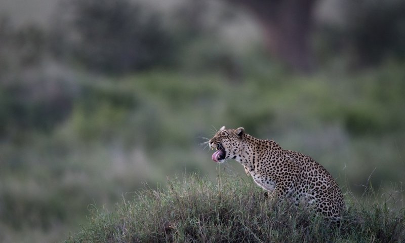 Обои трава, леопард, дикая кошка, боке, grass, leopard, wild cat, bokeh разрешение 4683x3059 Загрузить
