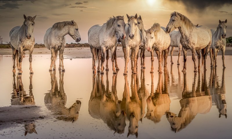 Обои вода, природа, кони, water, nature, horses разрешение 3840x2160 Загрузить