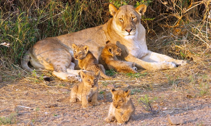 Обои хищник, большая кошка, лев, львята, львица, дикая кошка, детеныши, predator, big cat, leo, the cubs, lioness, wild cat, cubs разрешение 4928x3264 Загрузить