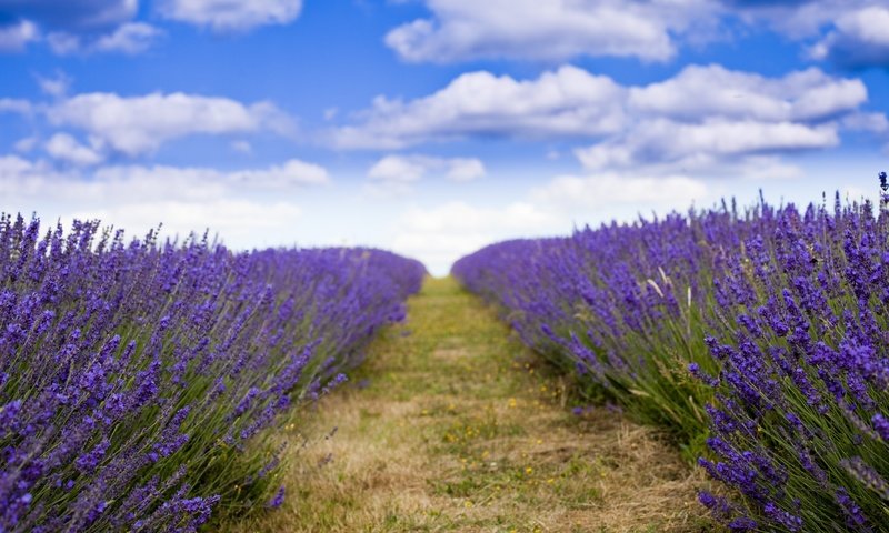 Обои лаванда, lavender разрешение 5616x3744 Загрузить