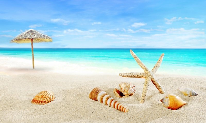 Обои пляж, океан, ракушки, beach, the ocean, shell разрешение 5855x3588 Загрузить