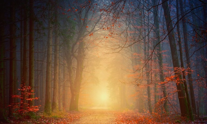 Обои деревья, природа, лес, туман, листва, осень, trees, nature, forest, fog, foliage, autumn разрешение 6000x4000 Загрузить