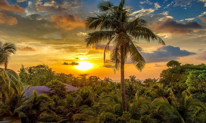 Обои солнце, пальма, курорт, the sun, palma, resort разрешение 3840x2160 Загрузить