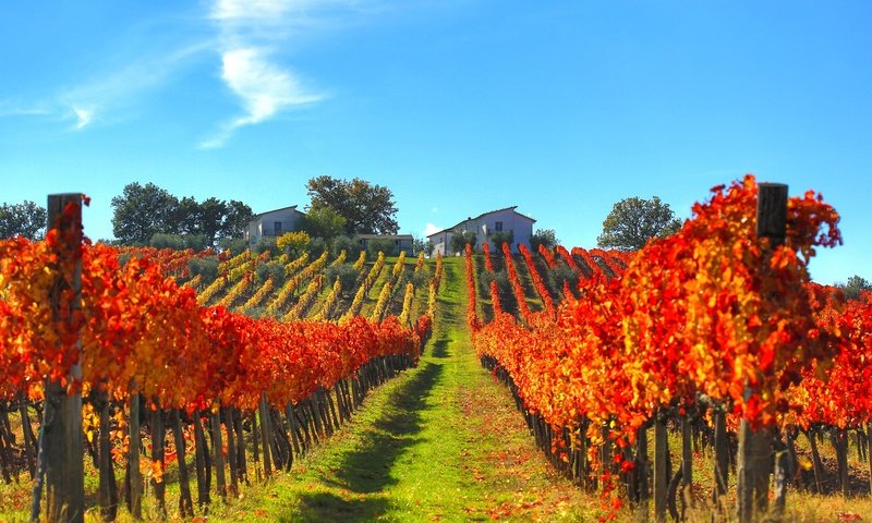 Обои склон, осень, дом, италия, виноградник, slope, autumn, house, italy, vineyard разрешение 2048x1365 Загрузить