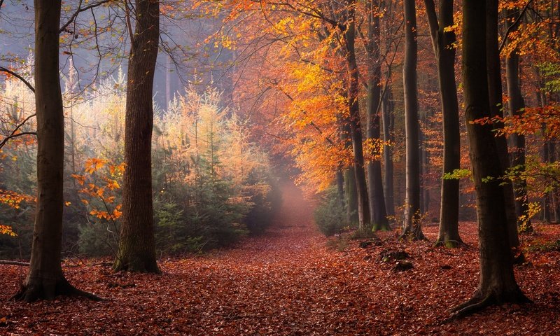 Обои деревья, лес, осень, нидерланды, опавшие листья, trees, forest, autumn, netherlands, fallen leaves разрешение 2048x1365 Загрузить