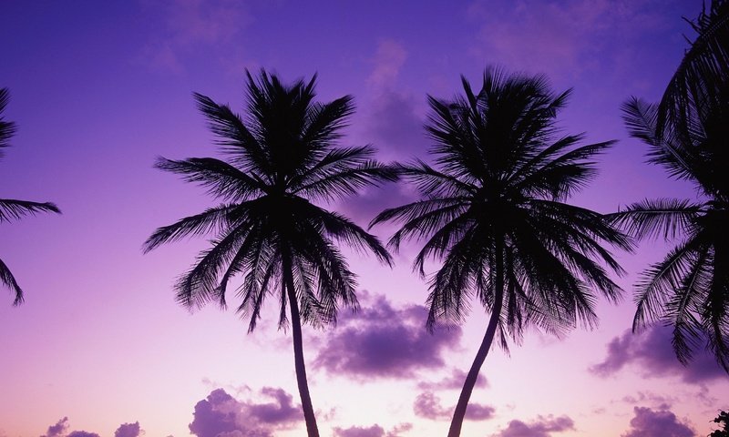 Обои вечер, пальмы, the evening, palm trees разрешение 3283x4096 Загрузить