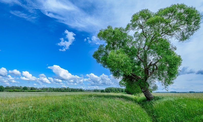 Обои небо, природа, дерево, лето, the sky, nature, tree, summer разрешение 3840x2160 Загрузить