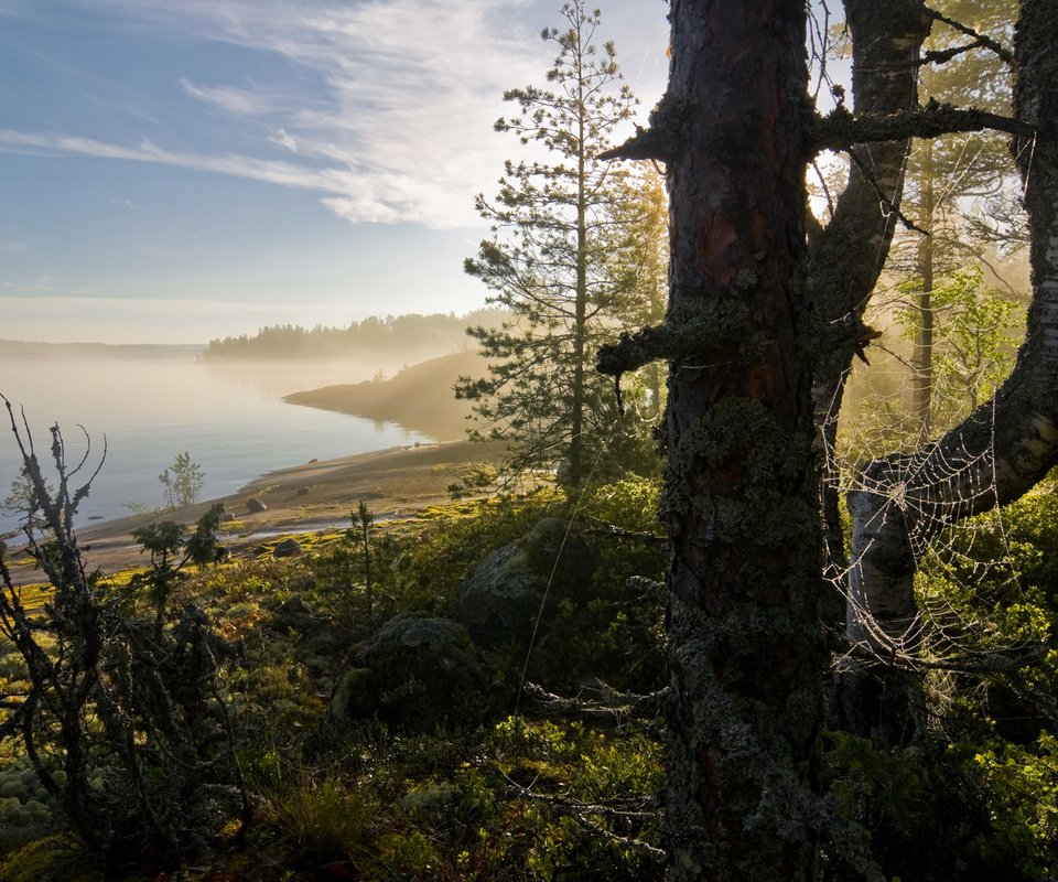 Обои лес, пейзаж, туман, залив, паутина, forest, landscape, fog, bay, web разрешение 1920x1200 Загрузить