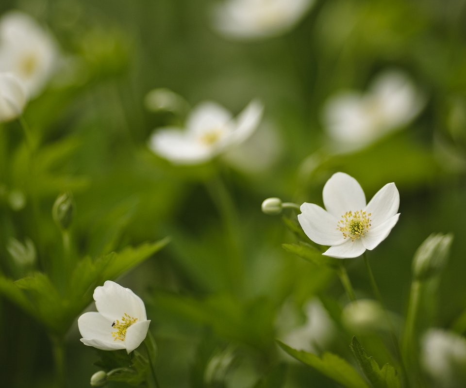 Обои цветы, трава, белые, зеленая, flowers, grass, white, green разрешение 1920x1080 Загрузить