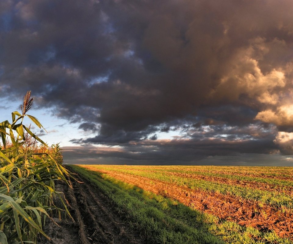 Обои облака, поле, кукуруза, clouds, field, corn разрешение 3200x1200 Загрузить