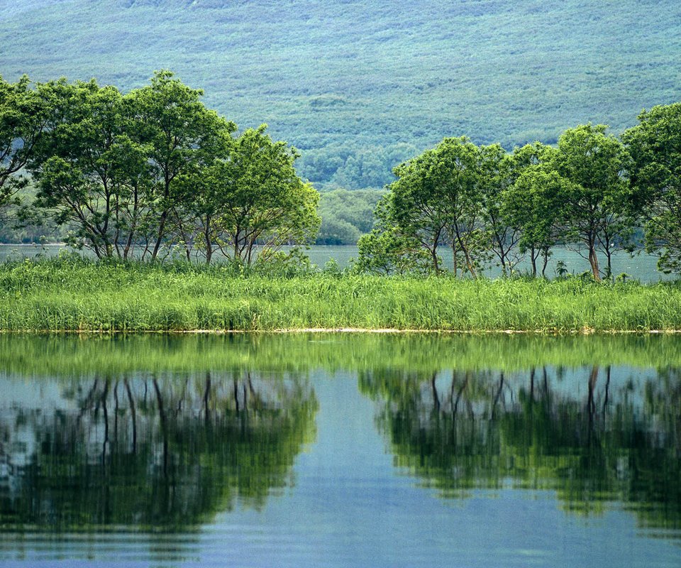 Обои деревья, отражение, пруд, trees, reflection, pond разрешение 1920x1200 Загрузить