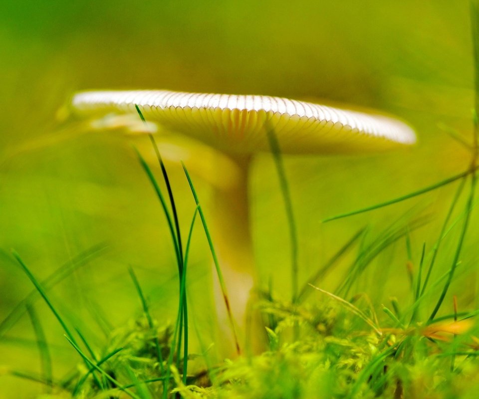 Обои трава, зелёный, гриб, grass, green, mushroom разрешение 1920x1440 Загрузить