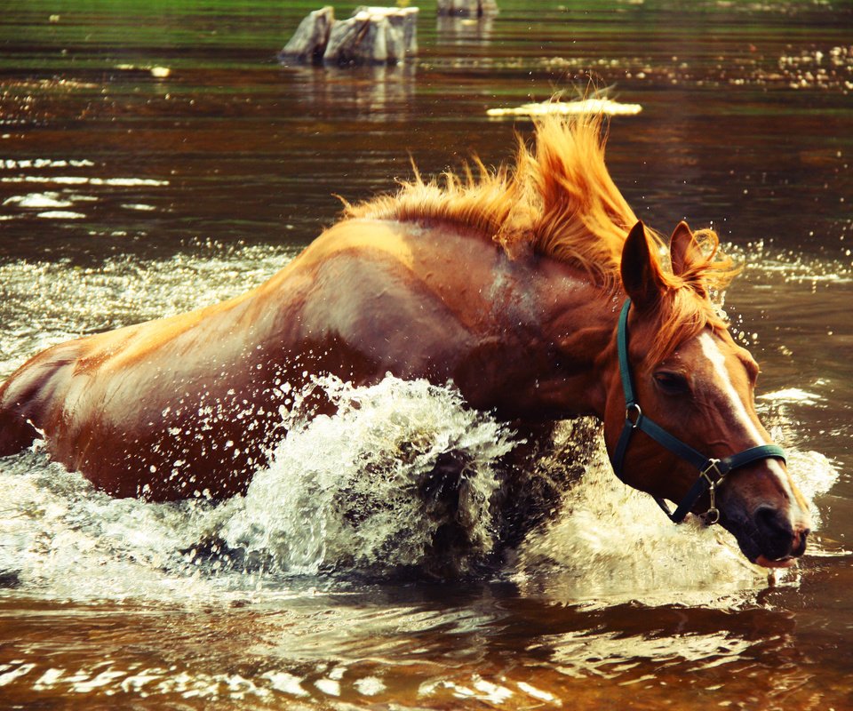 Обои лошадь, вода, озеро, брызги, всплеск, крокодил догоняет, horse, water, lake, squirt, splash, crocodile catches разрешение 4272x2848 Загрузить