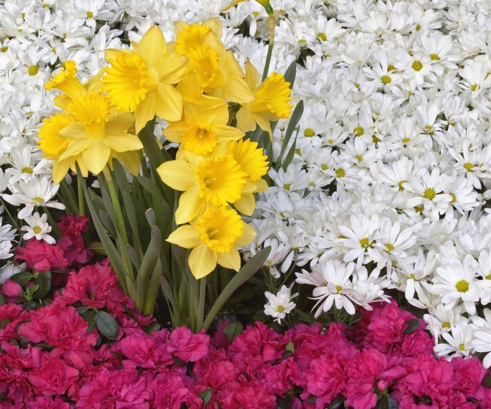 Обои цветы, нарцисс, flowers, narcissus разрешение 2560x1600 Загрузить