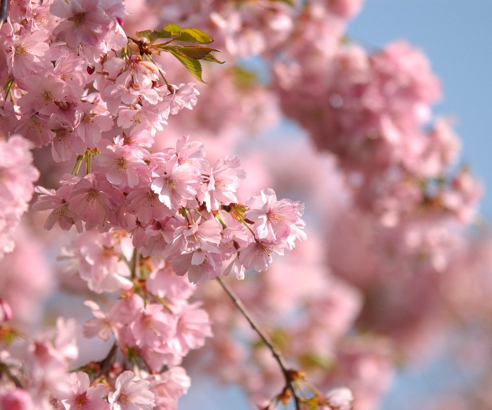 Обои небо, ветви, весна, розовые цветы, the sky, branch, spring, pink flowers разрешение 2560x1600 Загрузить