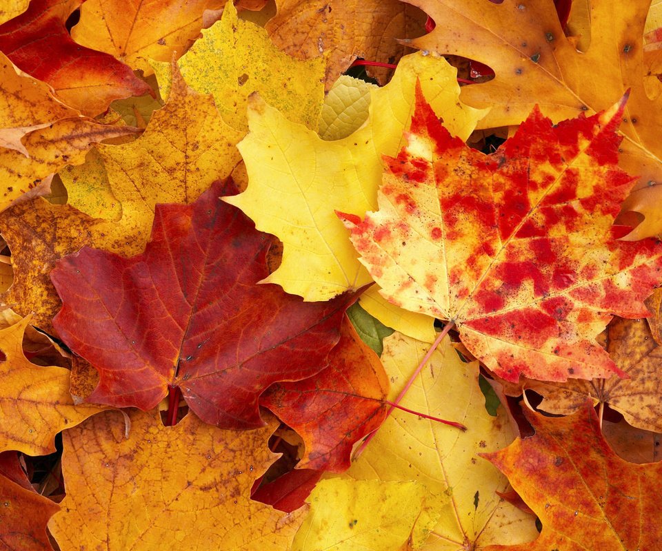Обои желтый, осень, листы, yellow, autumn, leaves разрешение 1920x1080 Загрузить