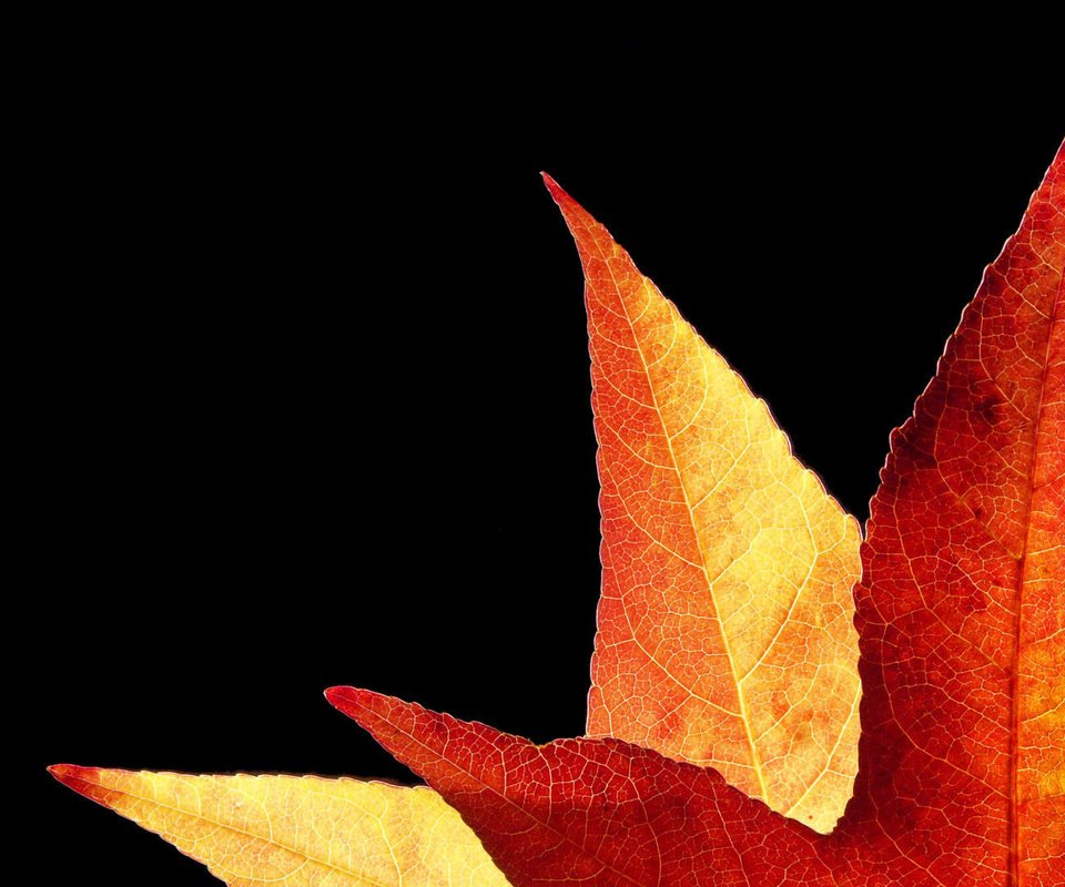Обои фон, осень, лист, золотистый, background, autumn, sheet, golden разрешение 1920x1080 Загрузить