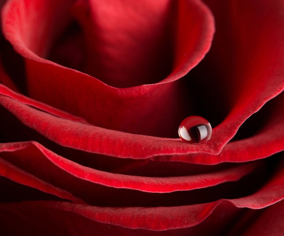 Обои роса, капля, роза, красная, rosa, drop, rose, red разрешение 2560x1600 Загрузить