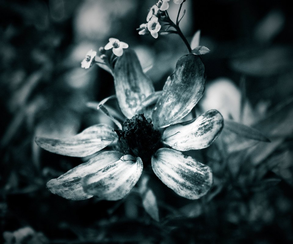 Обои макро, цветок, лепестки, чёрно-белое, macro, flower, petals, black and white разрешение 1920x1200 Загрузить