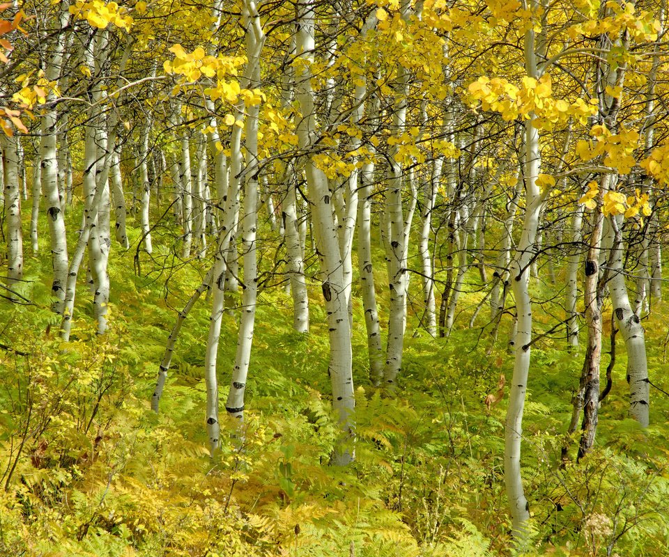 Обои деревья, березы, осень, красота, роща, trees, birch, autumn, beauty, grove разрешение 4288x2848 Загрузить