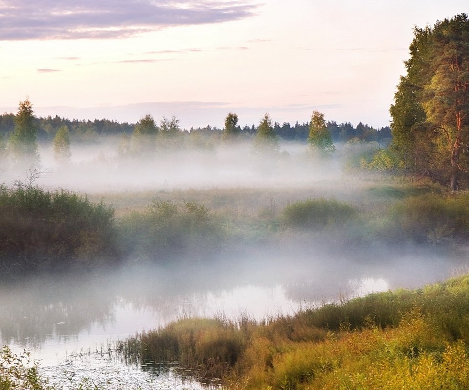Обои болото, туман, древо, swamp, fog, tree разрешение 1920x1200 Загрузить