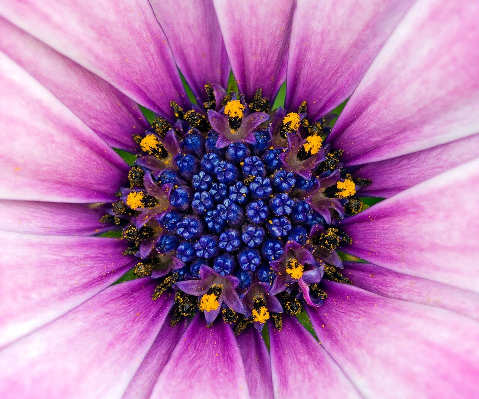 Обои синий, цветок, лепестки, розовый, пыльца, blue, flower, petals, pink, pollen разрешение 1920x1200 Загрузить