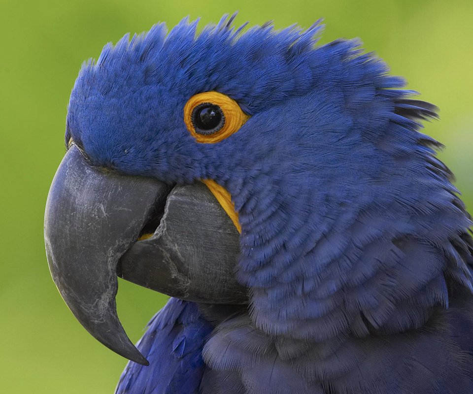 Обои синий, клюв, попугай, blue, beak, parrot разрешение 1920x1200 Загрузить