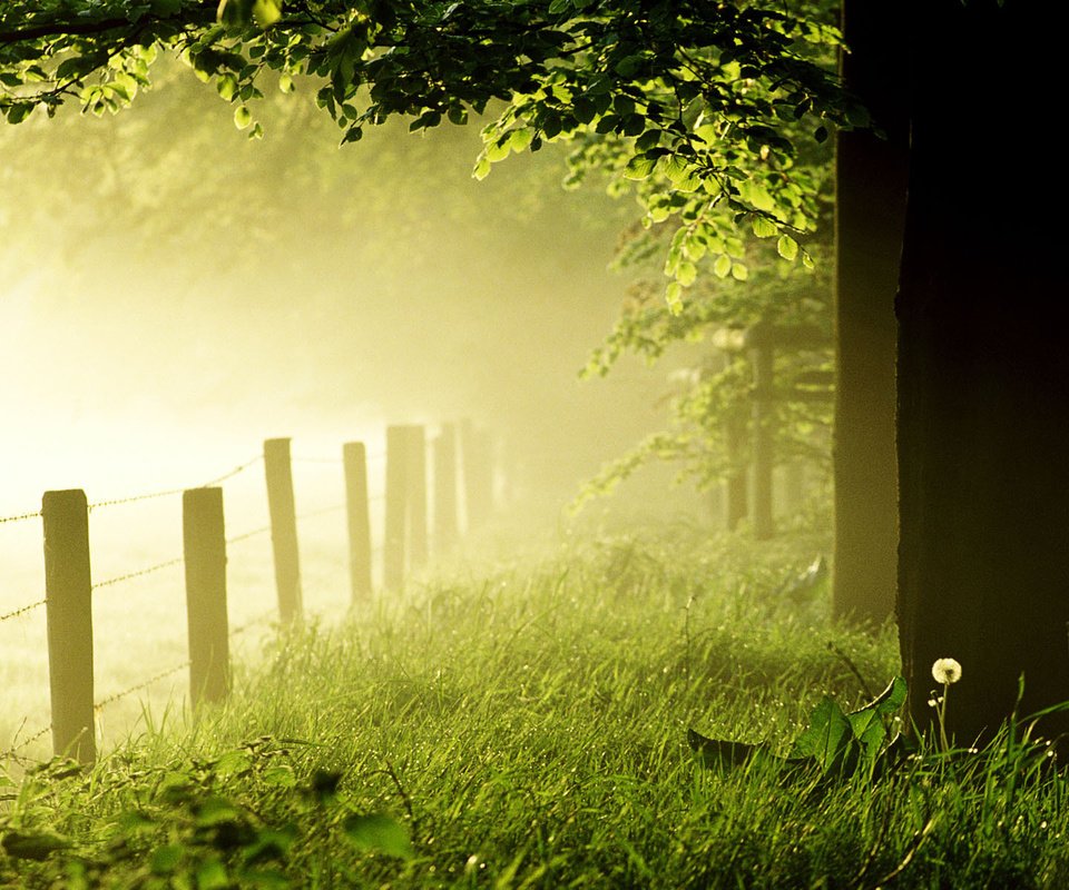 Обои трава, деревья, лес, утро, туман, забор, одуванчик, газон, grass, trees, forest, morning, fog, the fence, dandelion, lawn разрешение 1920x1200 Загрузить