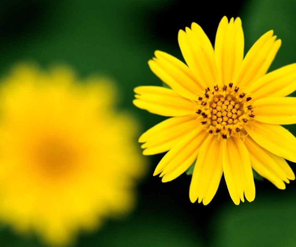 Обои желтый, фокус камеры, цветок, резкость, yellow, the focus of the camera, flower, sharpness разрешение 2560x1600 Загрузить