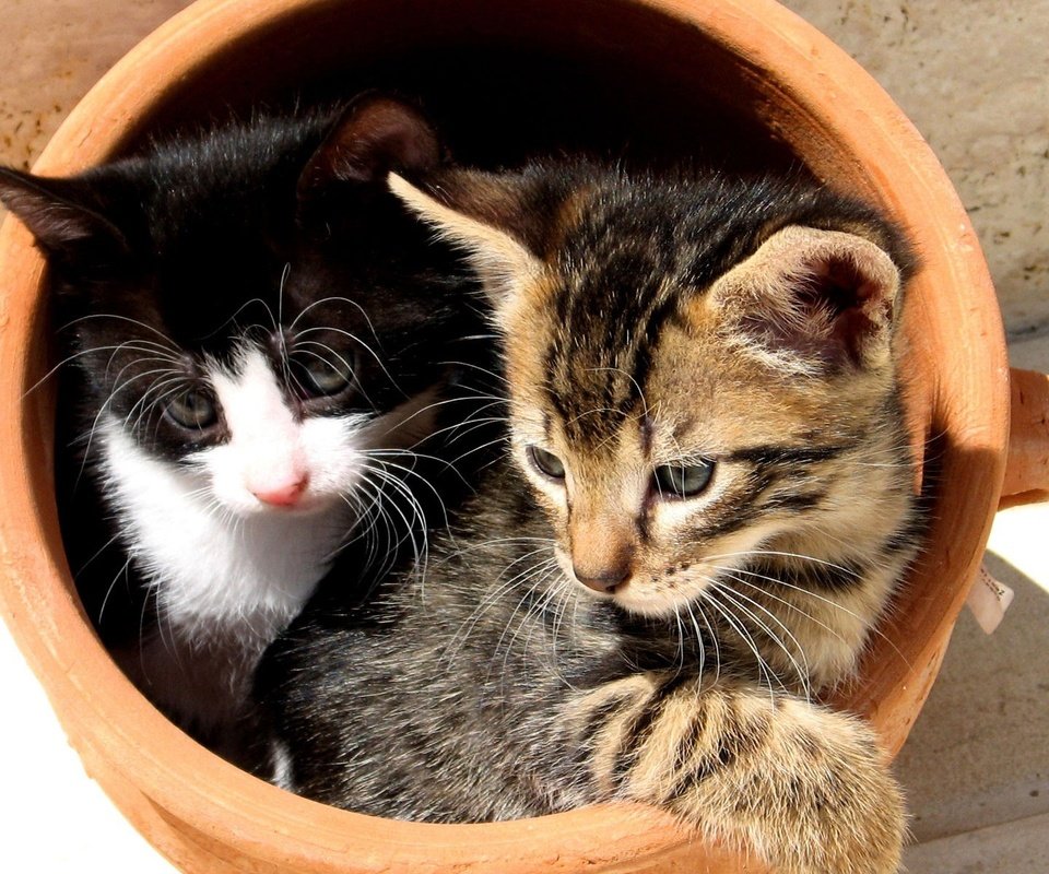 Обои коты, кошки, котята, мордочки, горшок, cats, kittens, faces, pot разрешение 1920x1200 Загрузить
