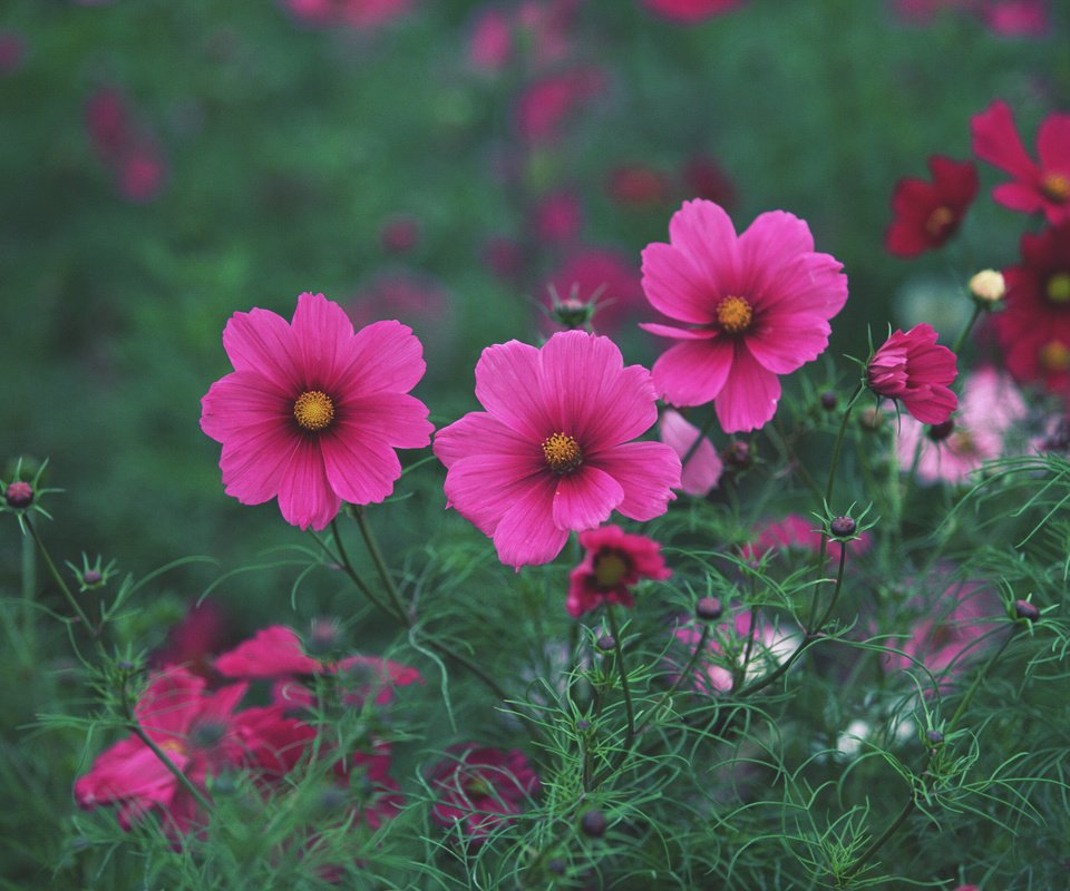 Обои цветы, трава, поле, лето, розовые, яркие, flowers, grass, field, summer, pink, bright разрешение 2950x2094 Загрузить