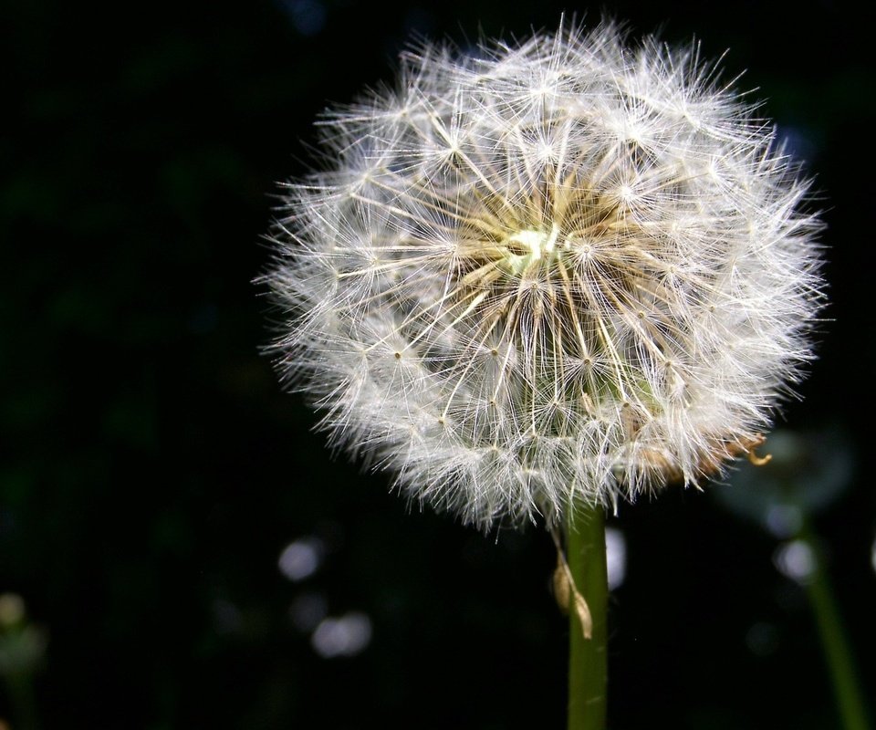 Обои одуванчик, пух, dandelion, fluff разрешение 1920x1440 Загрузить