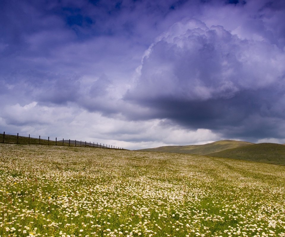 Обои небо, цветы, облака, поле, забор, the sky, flowers, clouds, field, the fence разрешение 2560x1600 Загрузить